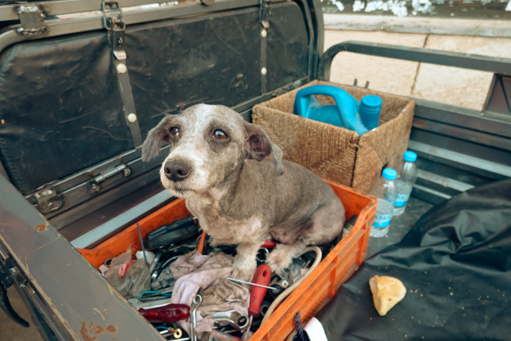 antalya-fotografcilik-kursu-ornek-gorsel-hikayesi-kopegin-hikayesi-4 Bir Kamyonet Kasasında Bekleyen Hayat: Köpeğin Sessiz Bakışındaki Hikâye
