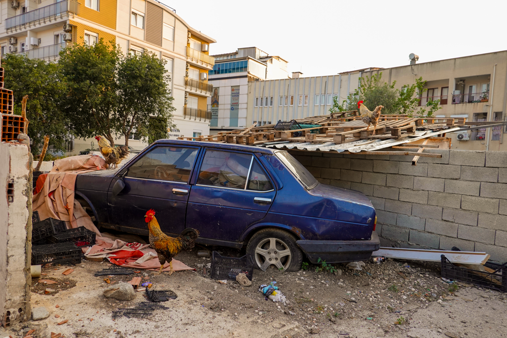 fotografcilik-1 Kaputtaki Krallık: Horozlar, Beton ve Hayatın Gerçek Kadrajı