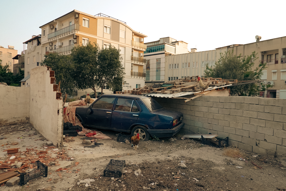 fotografcilik-egitimleri-ornek-gorsel-2 Kaputtaki Krallık: Horozlar, Beton ve Hayatın Gerçek Kadrajı