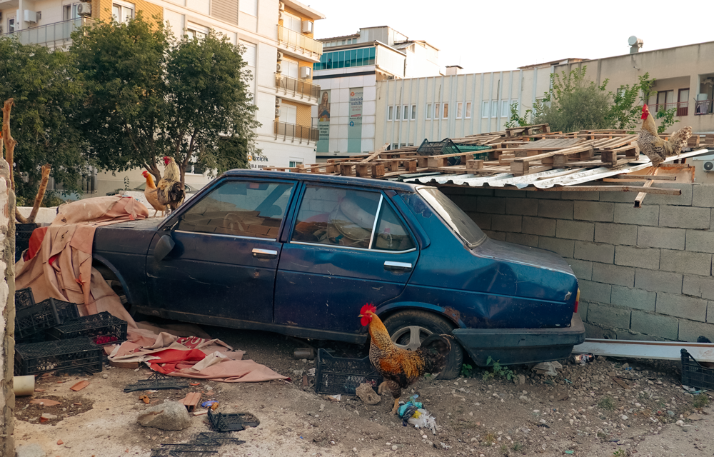fotografcilik-kursu-antalya-egitimleri-ornek-gorseller-5-1 Kaputtaki Krallık: Horozlar, Beton ve Hayatın Gerçek Kadrajı