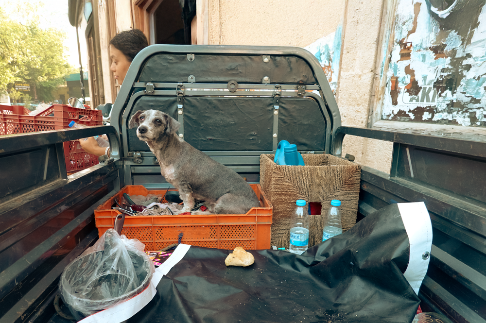 fotografcilik-kursu-antalya-fotograf-hikayeleri-2-kopegin-hikayesi-2-1 Bir Kamyonet Kasasında Bekleyen Hayat: Köpeğin Sessiz Bakışındaki Hikâye
