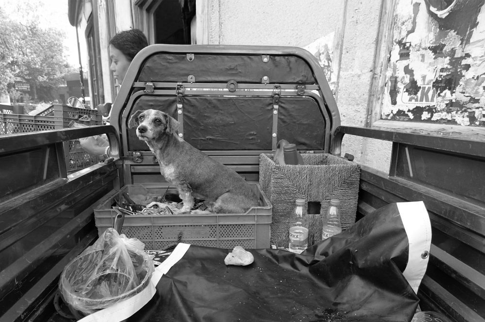 fotografcilik-kursu-antalya-fotograf-hikayeleri-2-kopegin-hikayesi-2-ssyah-beyaz Bir Kamyonet Kasasında Bekleyen Hayat: Köpeğin Sessiz Bakışındaki Hikâye
