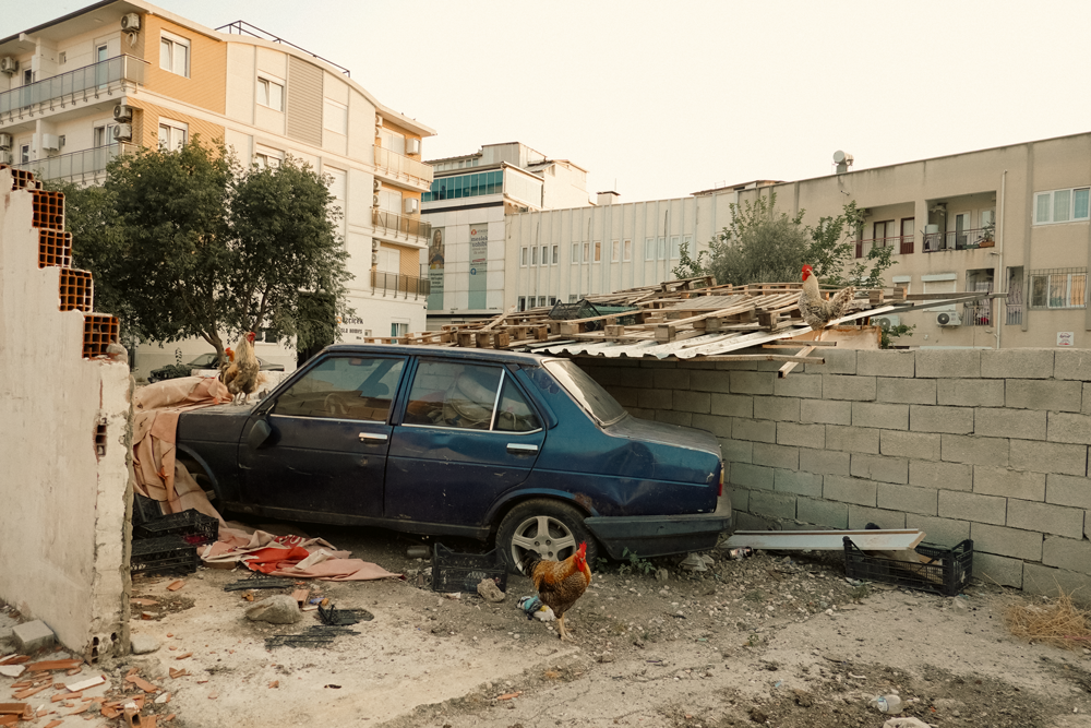 fotografcilik-kursu-ornek-gorsel Kaputtaki Krallık: Horozlar, Beton ve Hayatın Gerçek Kadrajı