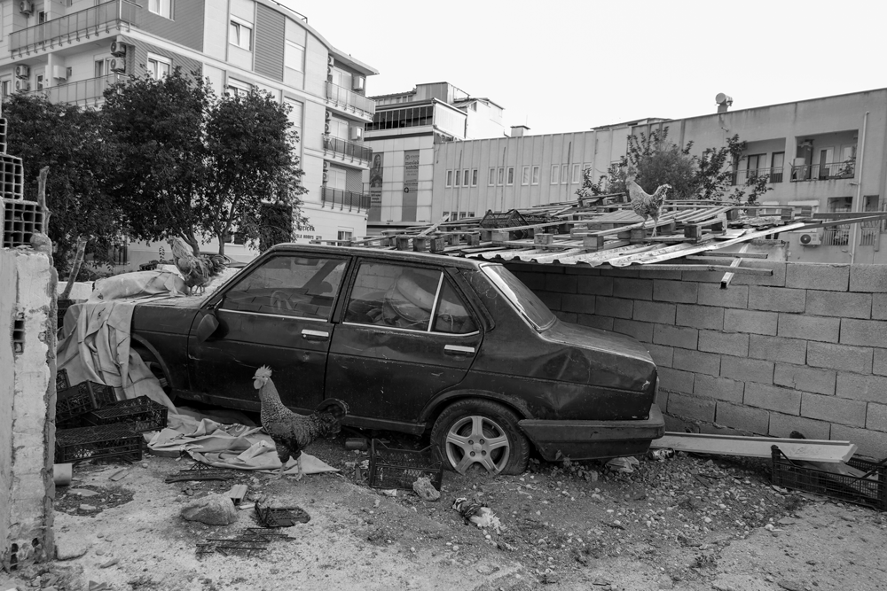 fotografcilik-uzerine-hikayeler-2 Kaputtaki Krallık: Horozlar, Beton ve Hayatın Gerçek Kadrajı